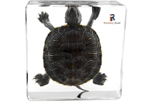Rainbow_Road Real Marine Animal Brazil Turtle Specimen Resin Desk Paperweight Science Classroom Tortoise Taxidermy for Science Education