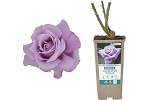 Verdecora Rosal Grandiflora Violeta Charles de Gaulle - Planta Natural con Flor - Rosa Perfumada de plantación…