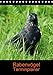 Rabenvögel Terminplaner (Tischkalender 2018 DIN A5 hoch): Eindrucksvolle Wildvögel (Planer, 14 Seiten ) (CALVENDO Tiere) [Kalender] [Apr 01, 2017] Kattobello, k.A. by 