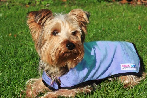 Prestige Cool Coat para Perros, XS, Azul