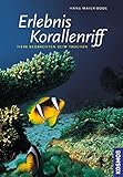 Image de Erlebnis Korallenriff: Tiere beobachten beim Tauchen