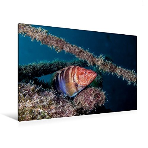 Premium Textil-Leinwand 120 cm x 80 cm quer, Schriftbarsch im Mittelmeer | Wandbild, Bild auf Keilrahmen, Fertigbild auf echter Leinwand, Leinwanddruck (CALVENDO Natur)