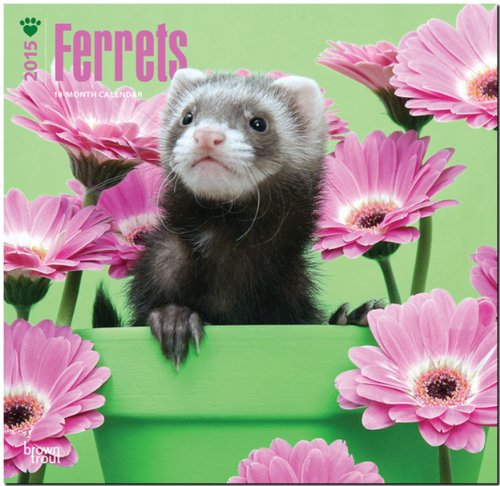 Download Ferrets 2015 Wall Calendar