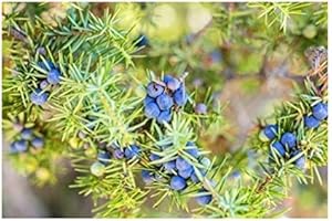 RP Seeds Juniperus communis (Common Juniper) - 30 Seeds