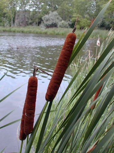 50 CATTAILS Cat Tails Typha Latifolia Water Pond Aquatic Grass Flower Seeds *Comb S/H by Seedville