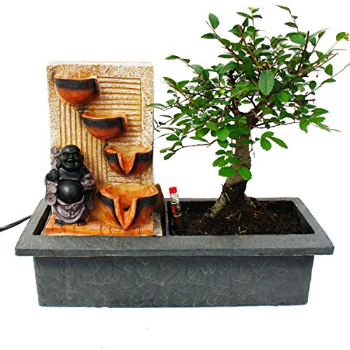 Indoor-Bonsai mit Zimmer-Brunnen „Buddha mit 4 Schalen“ – beleuchtet – Easy Care System - 3
