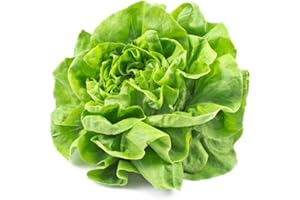 ACQUA TOWER GROWING SYSTEMS Lettuce Plants, 'Winter Gem', 12 x Full Plant Pack, Lettuces, Little Gem Lettuce, Vegetable Plants, Salads, Garden Ready and Ready to Plant, Premium Quality Lettuces