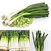 Produktbild Saver 4000pcs Grüne chinesische Zwiebel Scallion Gewürze Gemüsesamen Garten Allium fistulosum Pflanzen