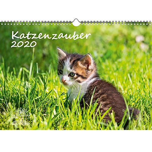 Preisvergleich Produktbild Katzenzauber DIN A3 Kalender 2020 Katzen und Katzenbabys - Seelenzauber