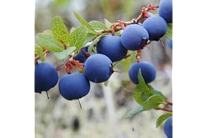 GARDENEXPERT Vaccinium corymbosum Blueberry 'Bluetta' 15cm Pot Size