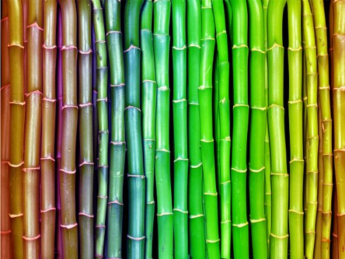 Premium-Vliestapete XXL bunter Bambus Asien Fototapete Premium brilliante Farben Vliestapete | XXL 400 x 280 cm - 8 Bahnen | Papier