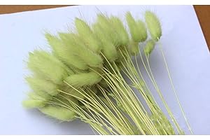 OUKEYI Home Decoration Lagurus Ovatus Rabbit Tail Dried Flowers, Real Flower, Eternal Flower Dried Grass,Flower Bouquet, Natural Material Shooting Props Dried Flowers 50PCS (Light green)