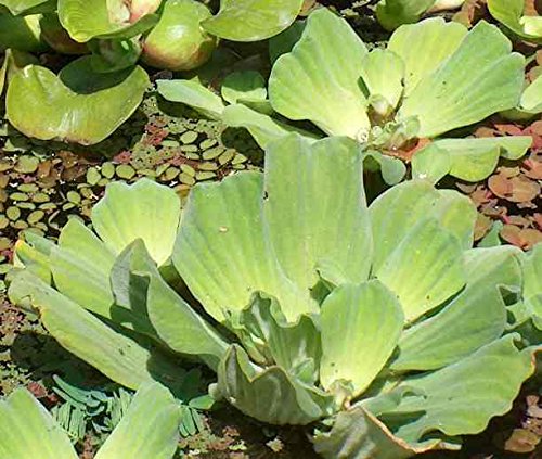 Mühlan – Pflanzenset für Teichkübel oder Miniteiche, Zwergseerose, Schwimmpflanzen, Wasserpflanzen, Sumpfpflanzen - 9