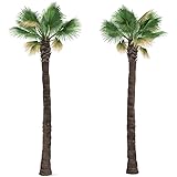 Washingtonia filifera 20 x Palmensamen Washington Palme frosthart