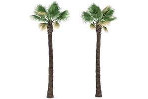 TROPICAL-SEEDS Washingtonia filifera 20 x Palmensamen Washington Palme frosthart