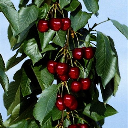 Säulensüßkirsche Viktoria, 1 Pflanze