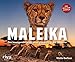 Maleika: Das bewegende Leben einer Gepardin in der Savanne by Matto Barfuss