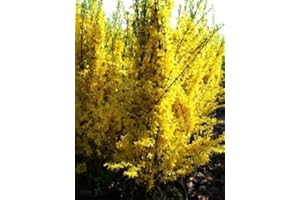PLANTAPRO Forsythie Forsythia x intermedia Lynwood 80 cm hoch im 3 Liter Pflanzcontainer