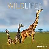 Image de Wildlife 2017 - Broschürenkalender (30 x 60 geöffnet) - Tierkalender - Wandplaner
