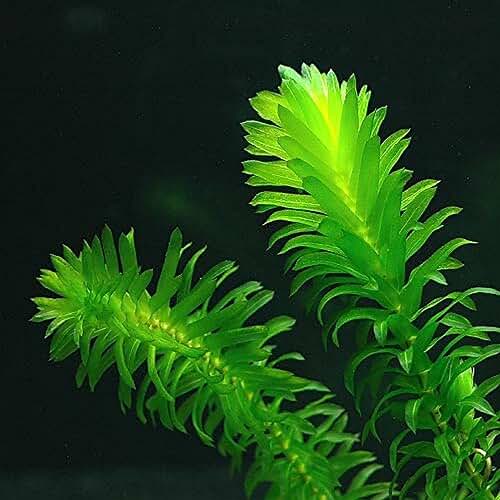 Amazon.co.uk oxygenating pond plants Garden & Outdoors
