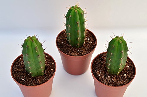 Trichocereus pachanoi San Pedro 3 Kakteen ab 5cm - 2