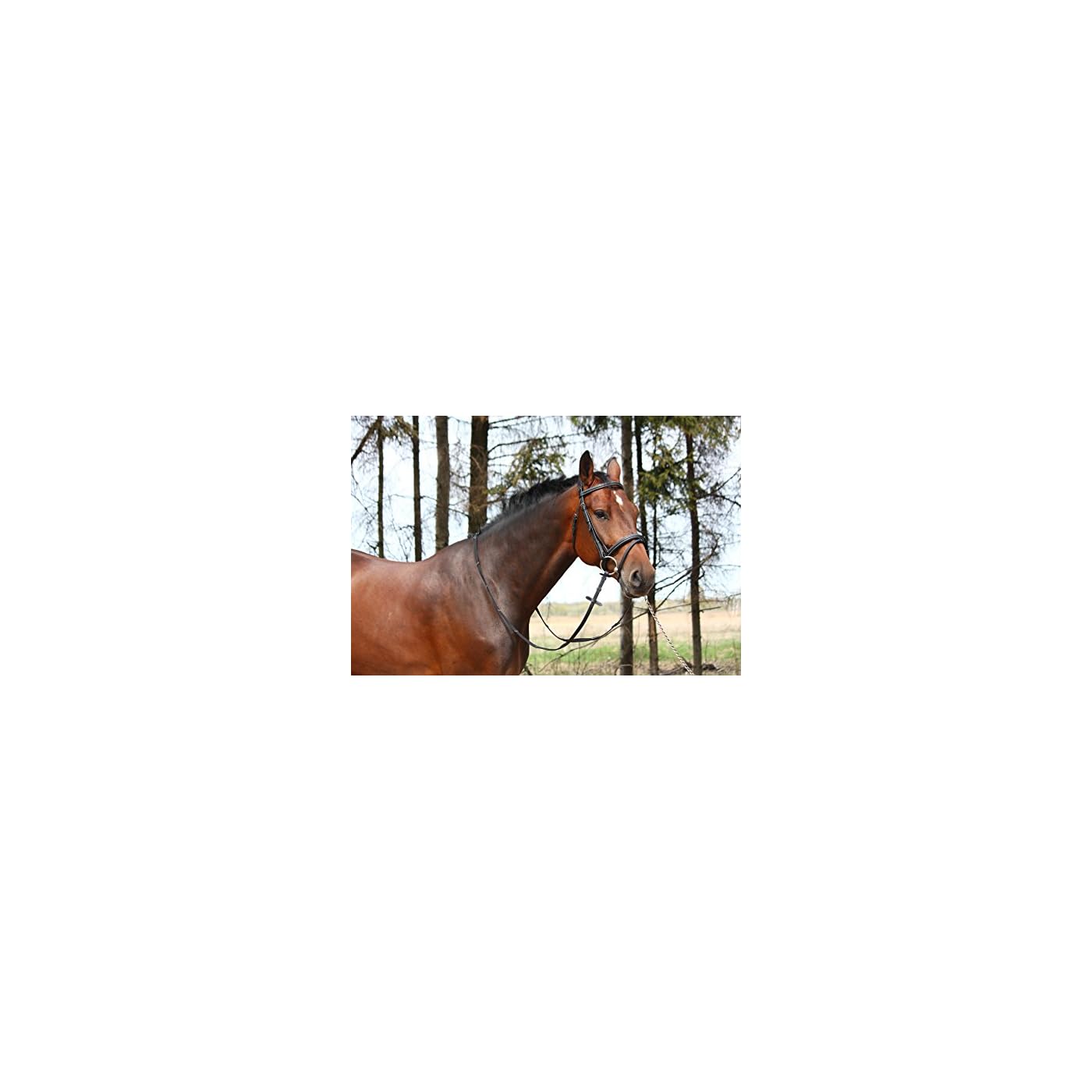 Horse ‘n’ Pony