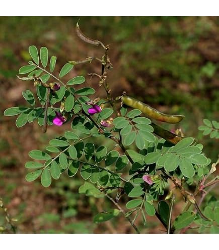 OhhSome Neelamari (Indigofera Tinctoria) Herb For Garden Healthy Live Plant  (Healthy Live Plant) : Amazon.in: Garden & Outdoors