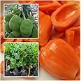 DIARAA Red Jack Fruit | Live Fruit Plant | red jackfruit plant hybrid grafted | all seasons | red Jackfruit Fruit Plant | Pack Of 1 | Verified Quality | Live Fruit Plant In Grow Bag