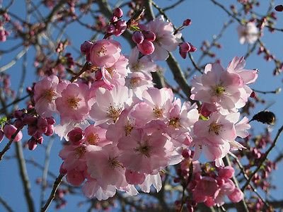 About Cherry Movie Free Online