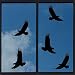 Produktbild Hochwertiges Aufkleber Set "5 x Greifvogel ca. 20 cm Aufkleber aus Hochleistungsfolie Vogelschutz Schutz für Scheiben, Wintergarten , Türen Vogel Aufkleber " von Pegatina Promotion® Aufkleber mit Verklebehilfe von Pegatina Promotion®