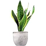 Sanseveria Trifasciata, Lingua di Suocera - Pianta Vera da Interno - Altezza 45 cm - Vaso Artigianale in Cemento