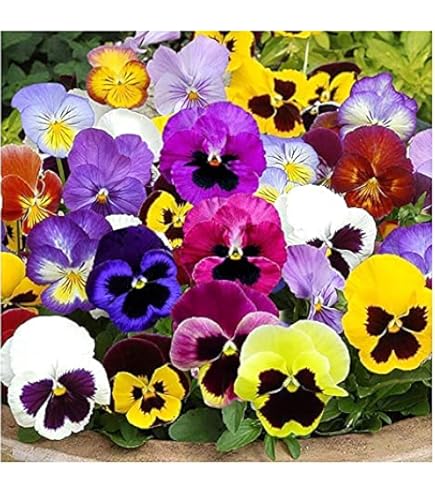 Semi Di Viola Del Pensiero Germisem - Mix Di Colori Per Giardino O Vasi - Tempo Di Germinazione 21 Giorni