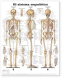 Image de El Sistema Esqueletico/Skeletal System Anatomical Chart in Spanish