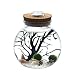 Produktbild newdreamworld weiß Crystal LED Aquarium-Marimo Kit – 10,9 x 11,4 cm Glas Schüssel mit 12 mm moos Kristall Kugeln gravels Sea Fan Tiny Muscheln perfekten Geschenke für Büro Schreibtisch Decor Mittelpunkt Tischplatte
