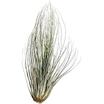 3 Tillandsia Kammii Luftpflanzen Aus Honduras – Pflegeleicht & Blühfreudig Für Terrarien Oder Dekoration