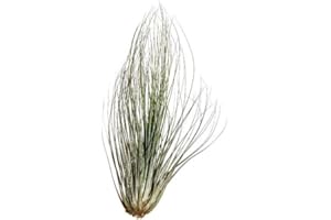 MÜHLAN'S TILLANDSIENSHOP 1 Tillandsia filifolia, Tillandsien für Terrarien, Aufsitzerpflanzen