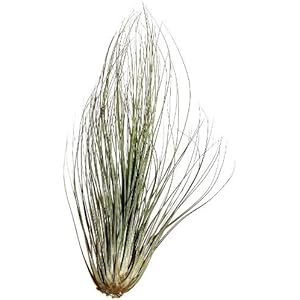 5 Stück Tillandsia filifolia, Tillandsien für Terrarien, Aufsitzerpflanzen