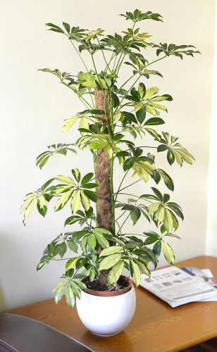 Planta de interior - Planta para la casa o la oficina - ScheffleraTrientte arborea Variegata - Planta paraguas variegada - 120 cm