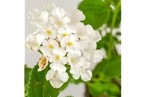 PIANTEWEB Pianta Lantana Sellowiana