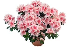 DECOALIVE Azalea Natural Planta con Flores para el Interior o el Exterior del Hogar