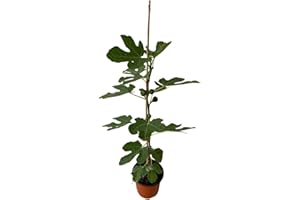 MONDOPIANTE Albero di Fiorone Vaso 18cm
