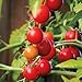 Produktbild PLAT FIRM GERMINATIONSAMEN: 50 - Samen: Nectar Hybrid Tomate sät - fabulous Geschmack und Over-the-Top-Renditen !!!!!