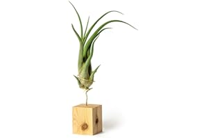 PLANDAIRE Tillandsia Caput Medusae IR Plante sans Terre Vivante - Tillandsias Plantes Vraies - Plantes Interieur Naturelle Tillandsia Vraie Plante Plantes Aériennes (Soutien Inclus)(Bois de Pin)
