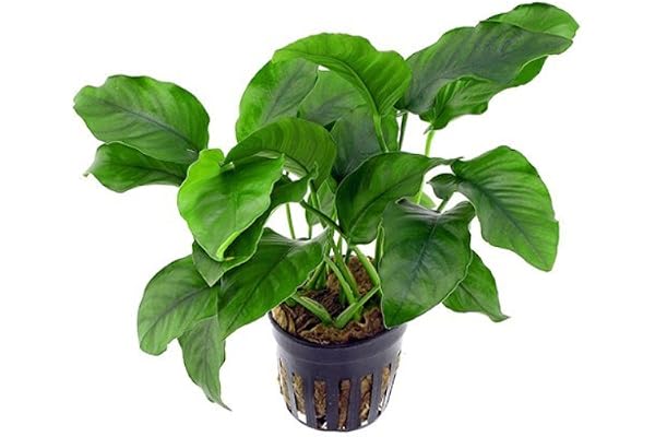 Plantes aquatiques vivantes pour aquarium, plantes d'eau douce Anubias barteri