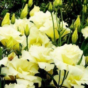 Eustoma 5 Samen, Prärieenzian Samen '' doppelte gelbe''