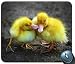 Produktbild Mauspad, Ducklings Angepasst Mauspad Rechteck Mauspad Gaming Mauspad