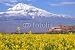 Produktbild Alu-Dibond-Bild 60 x 40 cm: "Ararat in Armenia", Bild auf Alu-Dibond