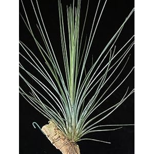 RARITÄT 1 Stück - Seltene Regenwald Tillandsie Bartramii circa 30 cm Höhe