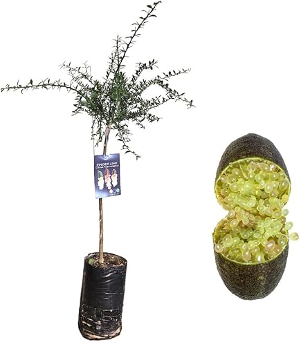 Pianta Di Finger Lime Pink Ice - Citrus Australasica, H100cm Con Fitocella - Foto 6