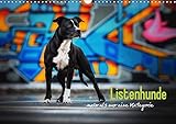Listenhunde - mehr als nur eine Kategorie (Wandkalender 2019 DIN A3 quer): Wundervolle Hunde zu unrecht verurteilt! (Monatskalender, 14 Seiten ) (CALVENDO Tiere) by